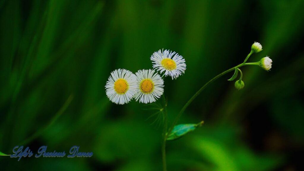 Fleabane wildflower in full bloom