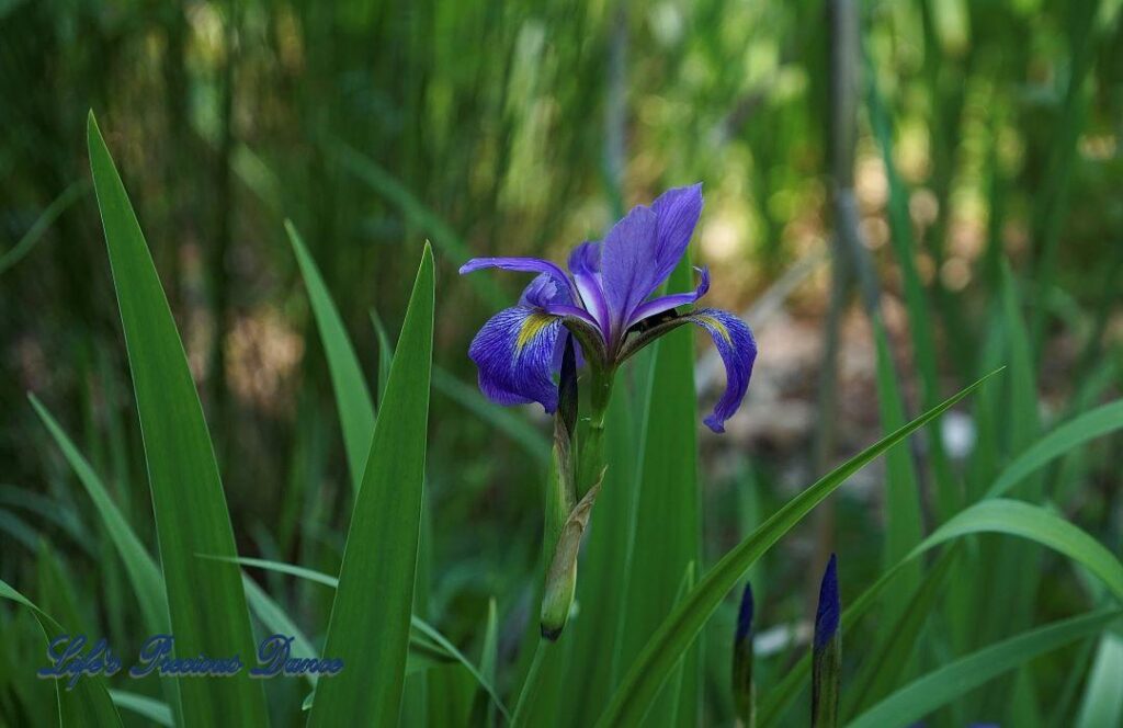 Virginia Iris in bloom.