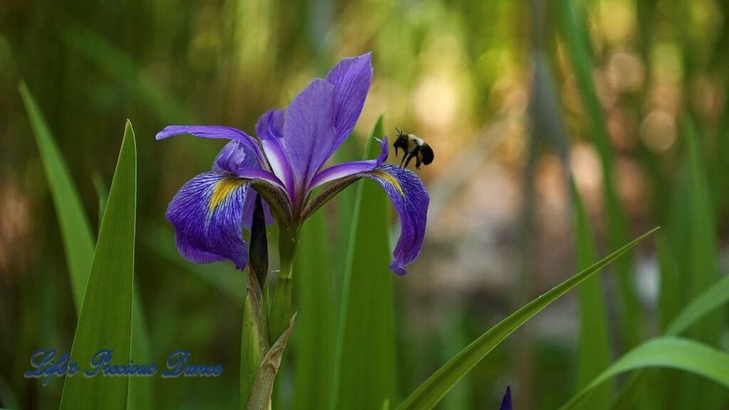 Virginia Iris in bloom with a bumble bee landing on petal.