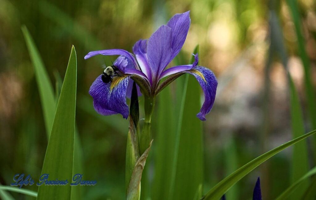 Virginia Iris in bloom with a bumble bee on petal