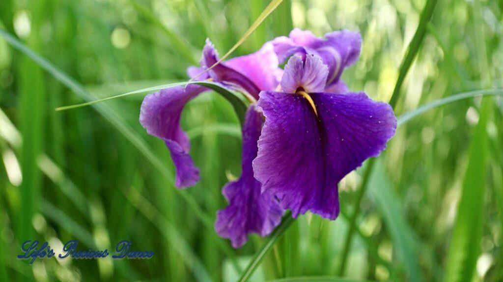 Bearded Iris in bloom.