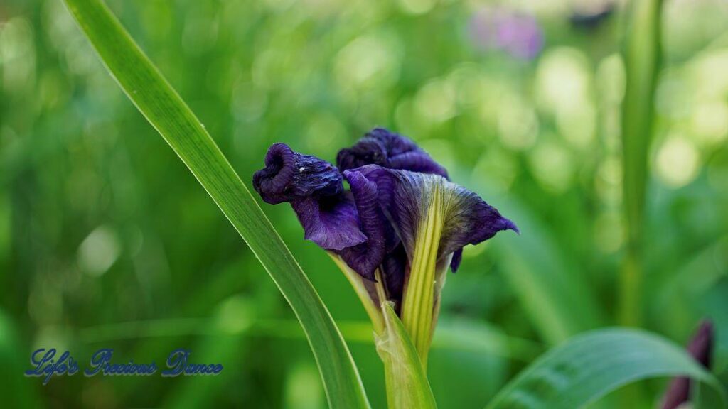 Wilting bearded Iris.