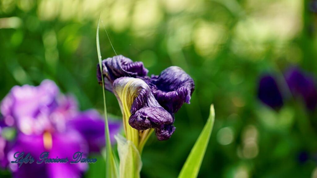 Wilting bearded Iris.