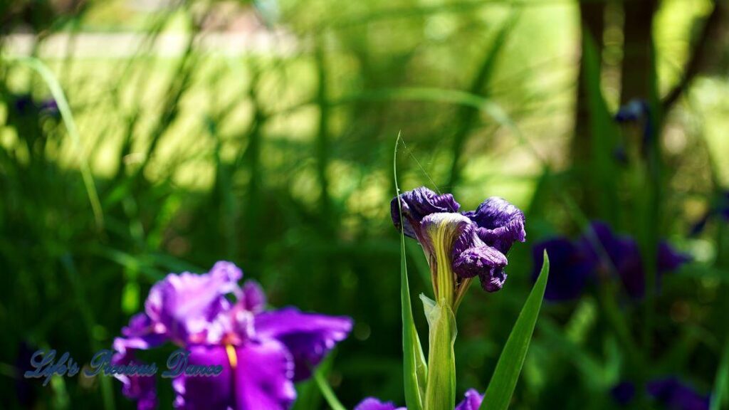 Wilting bearded Iris.