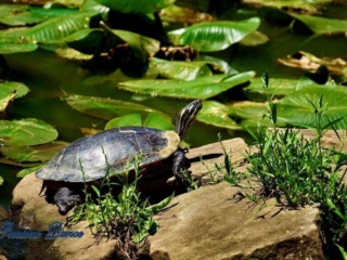 Turtle on a rock in middle of pond