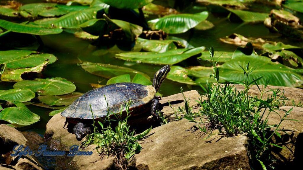 Turtle on a rock in middle of pond