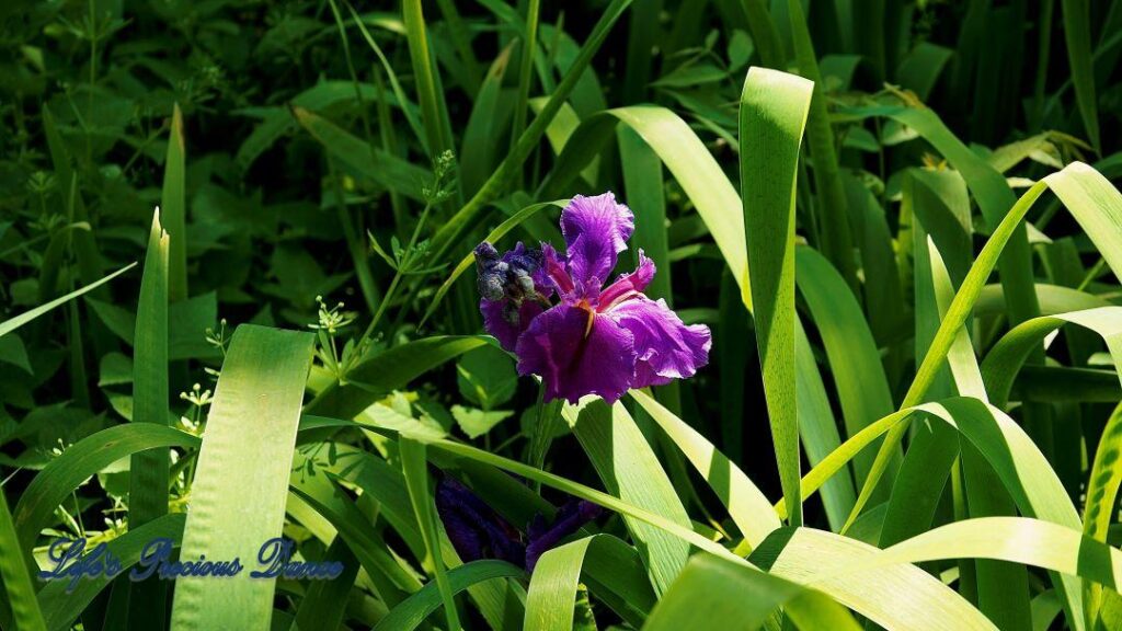 Bearded Iris starting to wilt