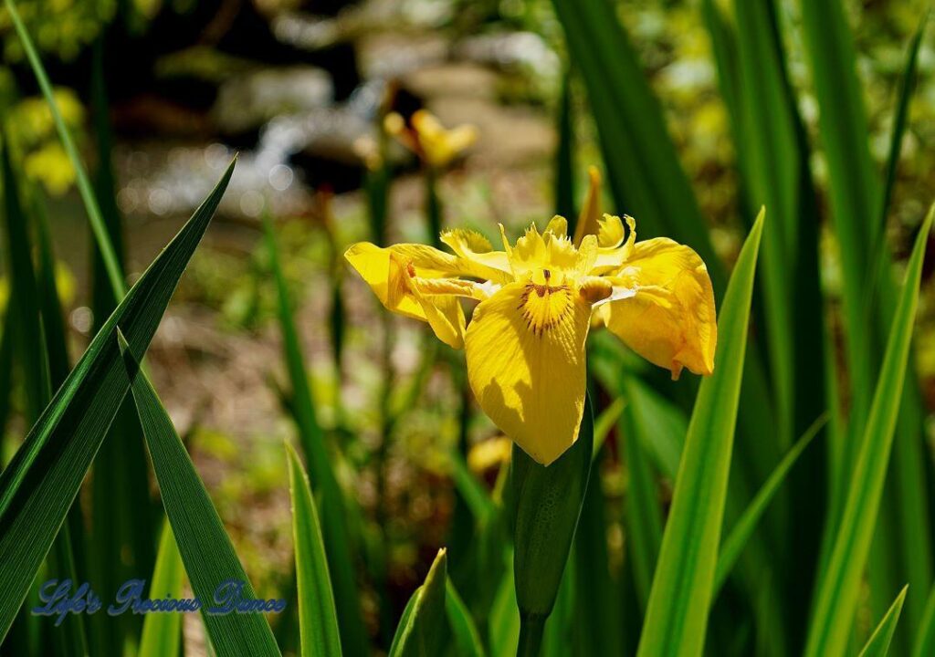 Yellow Iris flower in full bloom