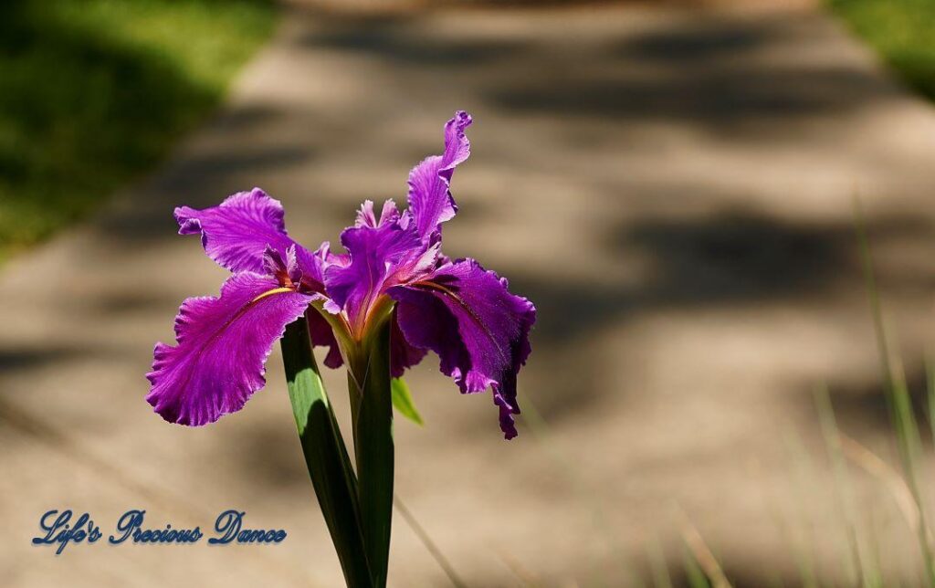 Lavender Iris in partial shade blooming