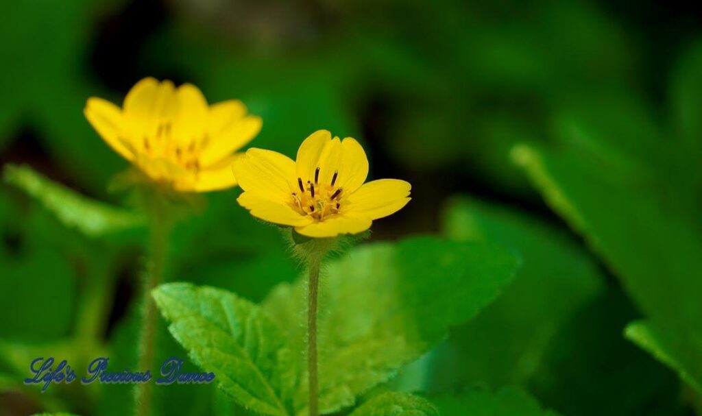 Golden Knee in full bloom