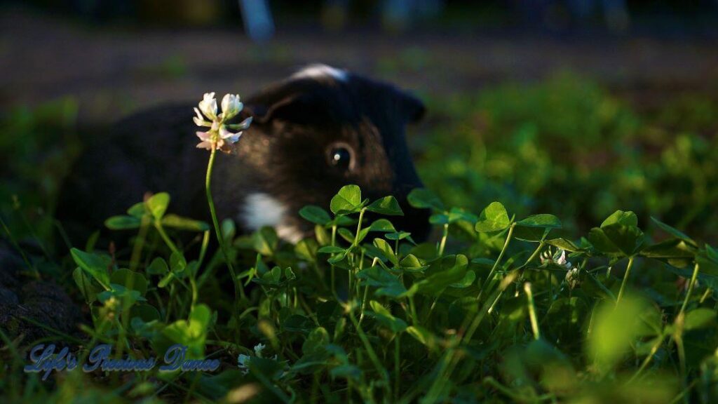 Two very cute and adorable guinea pigs out on the front lawn enjoying the day. Posing with their stuffed toys.