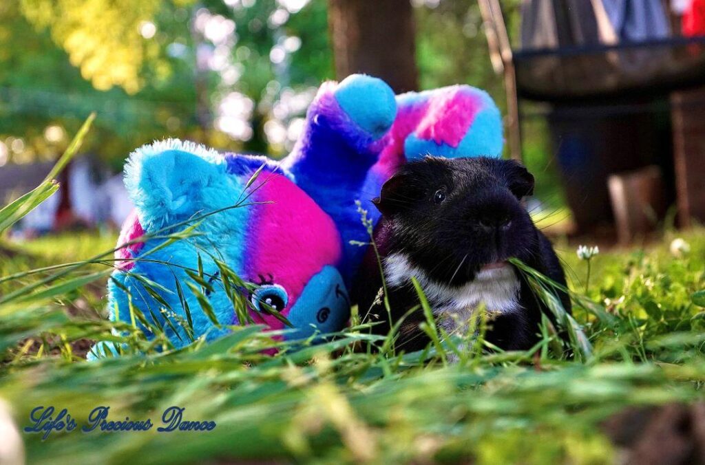 Two very cute and adorable guinea pigs out on the front lawn enjoying the day. Posing with their stuffed toys.