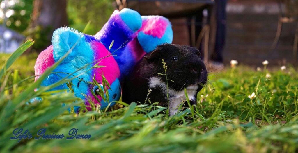 Two very cute and adorable guinea pigs out on the front lawn enjoying the day. Posing with their stuffed toys.