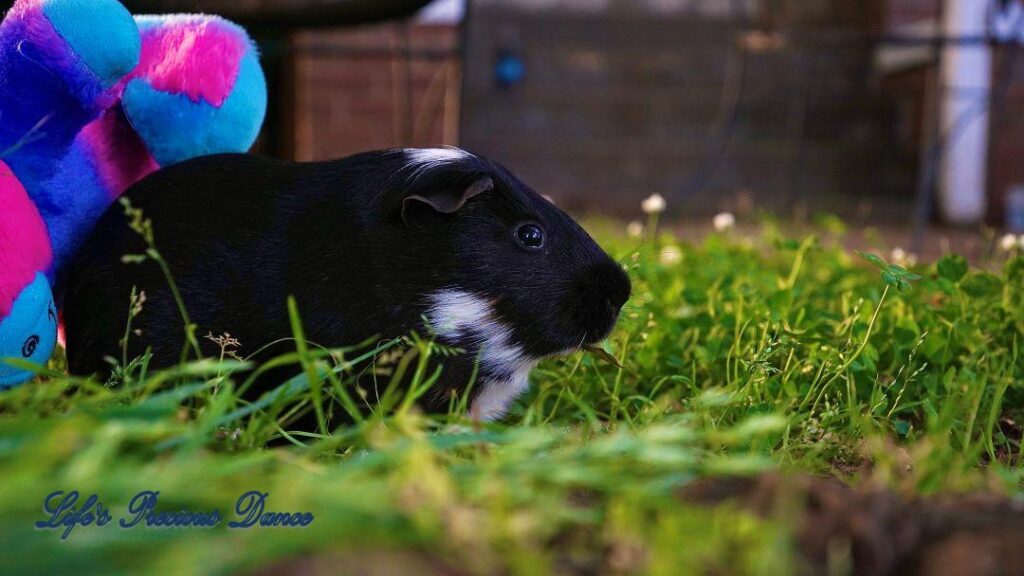 Two very cute and adorable guinea pigs out on the front lawn enjoying the day. Posing with their stuffed toys.