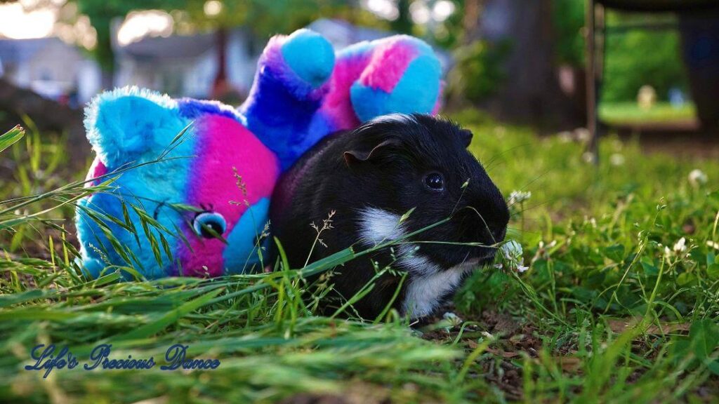 Two very cute and adorable guinea pigs out on the front lawn enjoying the day. Posing with their stuffed toys.