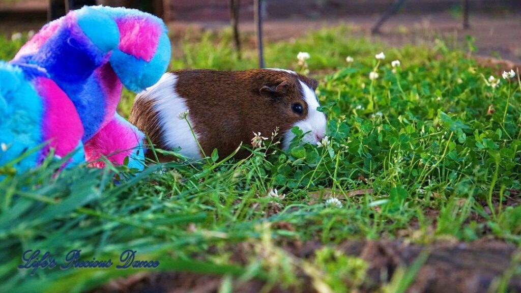 Two very cute and adorable guinea pigs out on the front lawn enjoying the day. Posing with their stuffed toys.