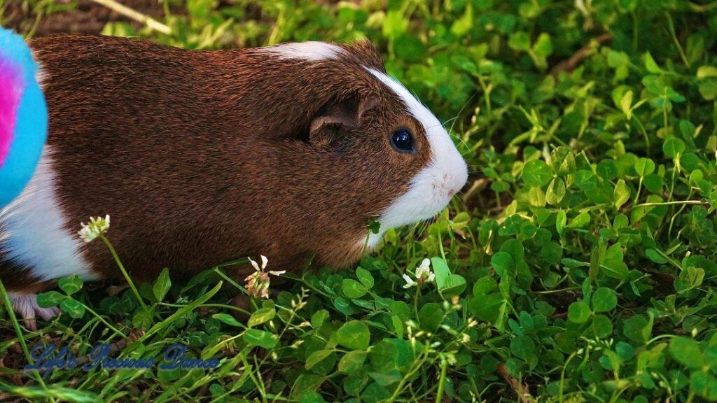 Two very cute and adorable guinea pigs out on the front lawn enjoying the day. Posing with their stuffed toys.