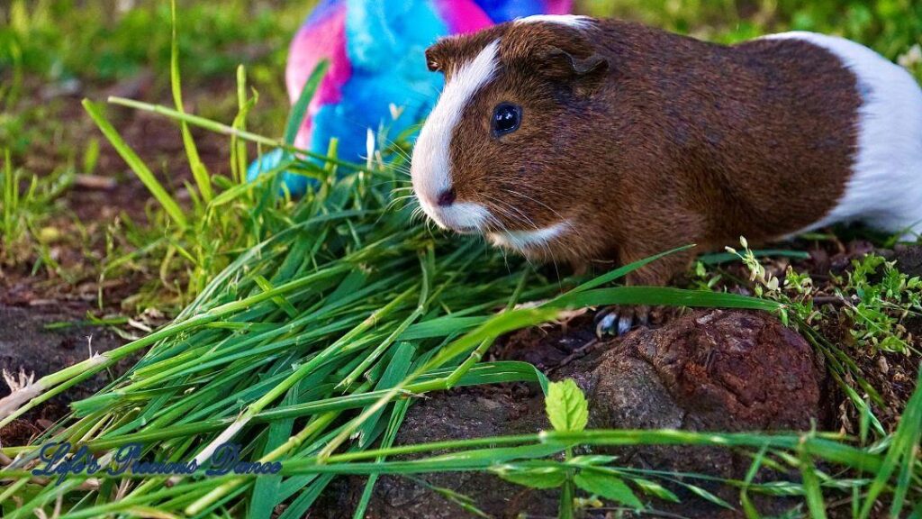 Two very cute and adorable guinea pigs out on the front lawn enjoying the day. Posing with their stuffed toys.