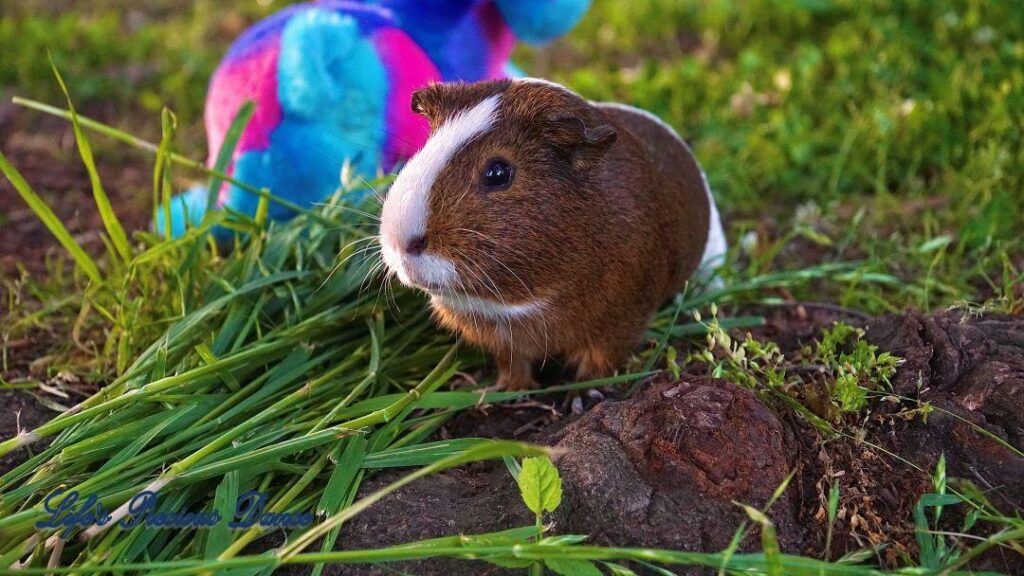 Two very cute and adorable guinea pigs out on the front lawn enjoying the day. Posing with their stuffed toys.