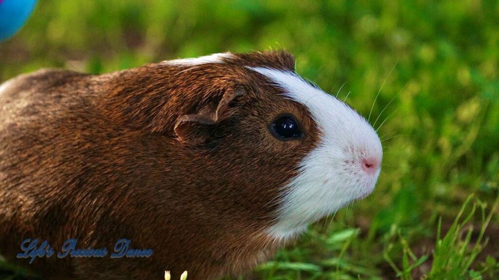 Two very cute and adorable guinea pigs out on the front lawn enjoying the day. Posing with their stuffed toys.