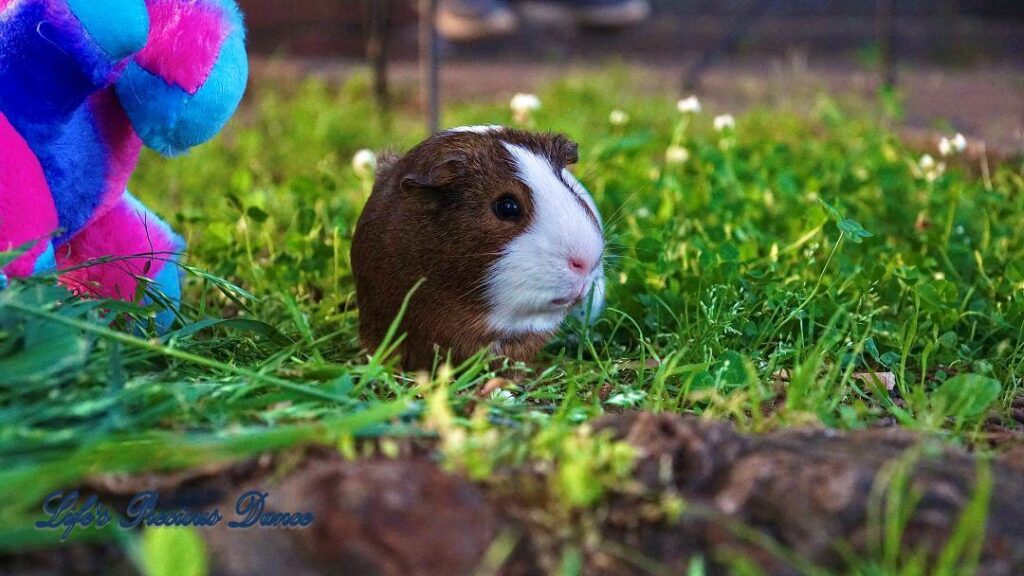 Two very cute and adorable guinea pigs out on the front lawn enjoying the day. Posing with their stuffed toys.