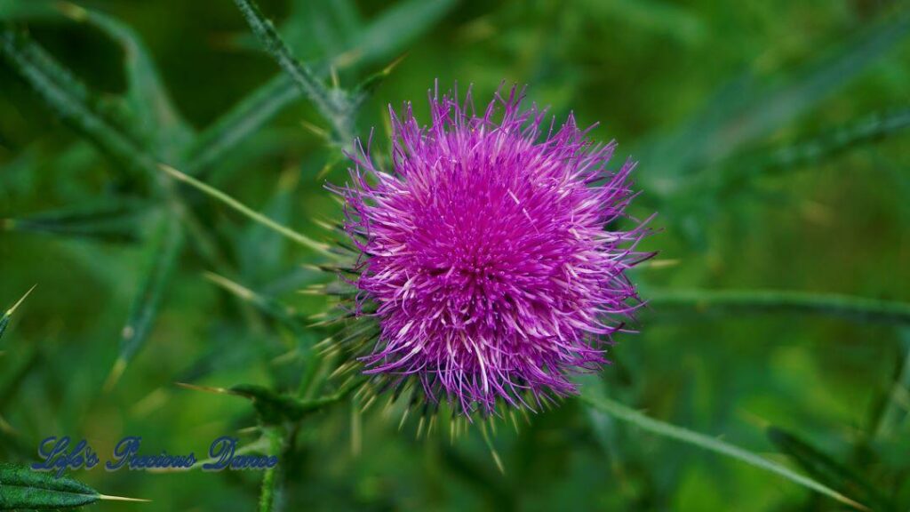 Up close of bright purple spear thistle in full bloom.