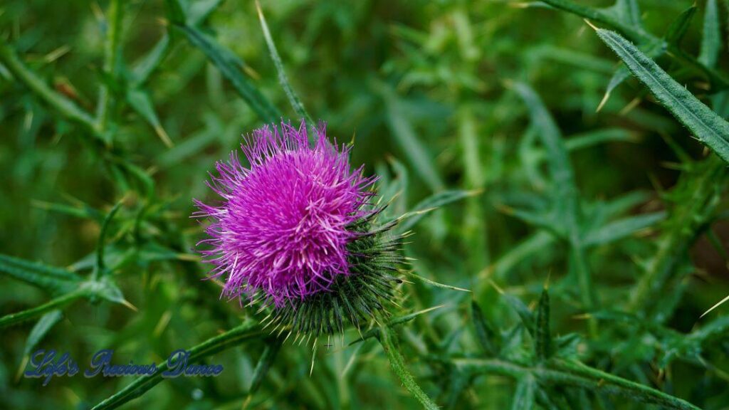 Bright purple spear thistle in full bloom.