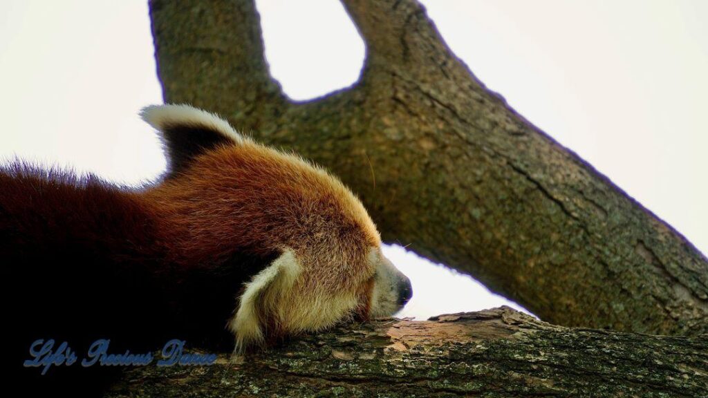 A sleeping red panda in a tree.