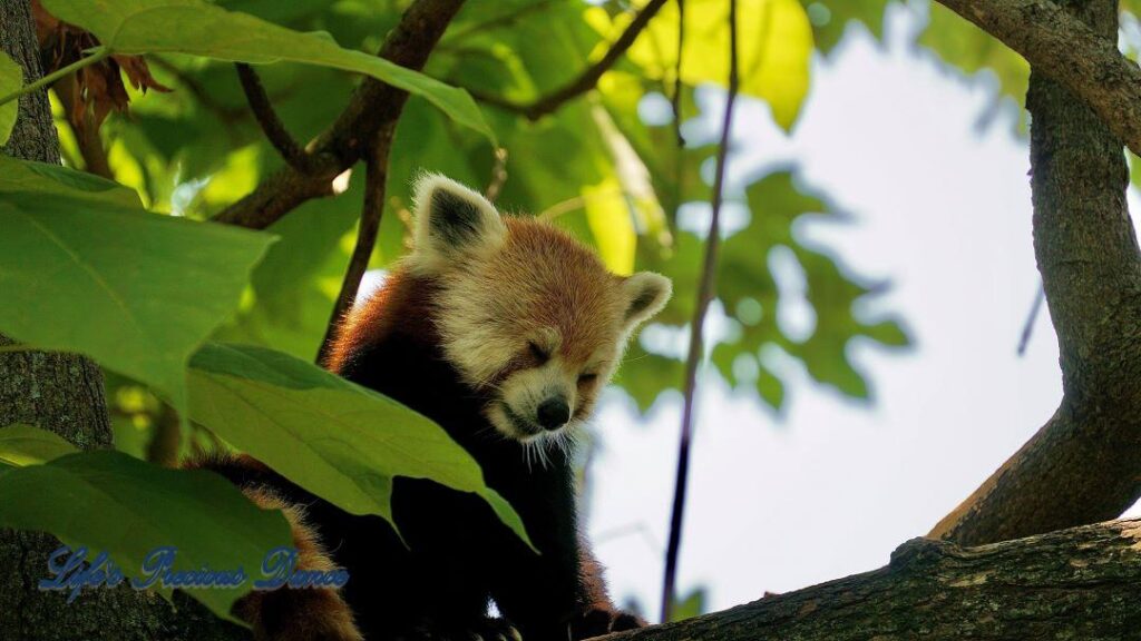 A sleeping red panda in a tree.