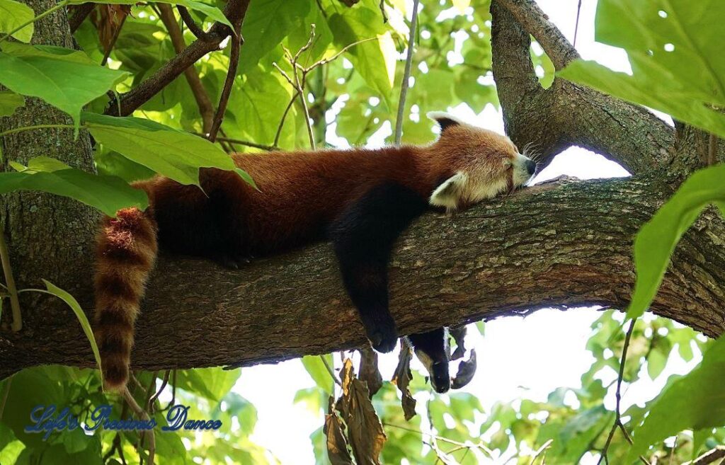 A sleeping red panda in a tree.