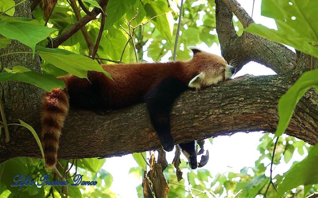 Sleeping red panda in a tree.