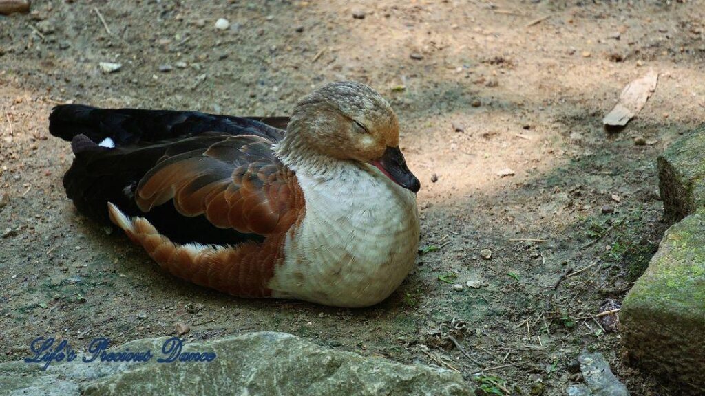 Egyptian goose resting in an enclosure.