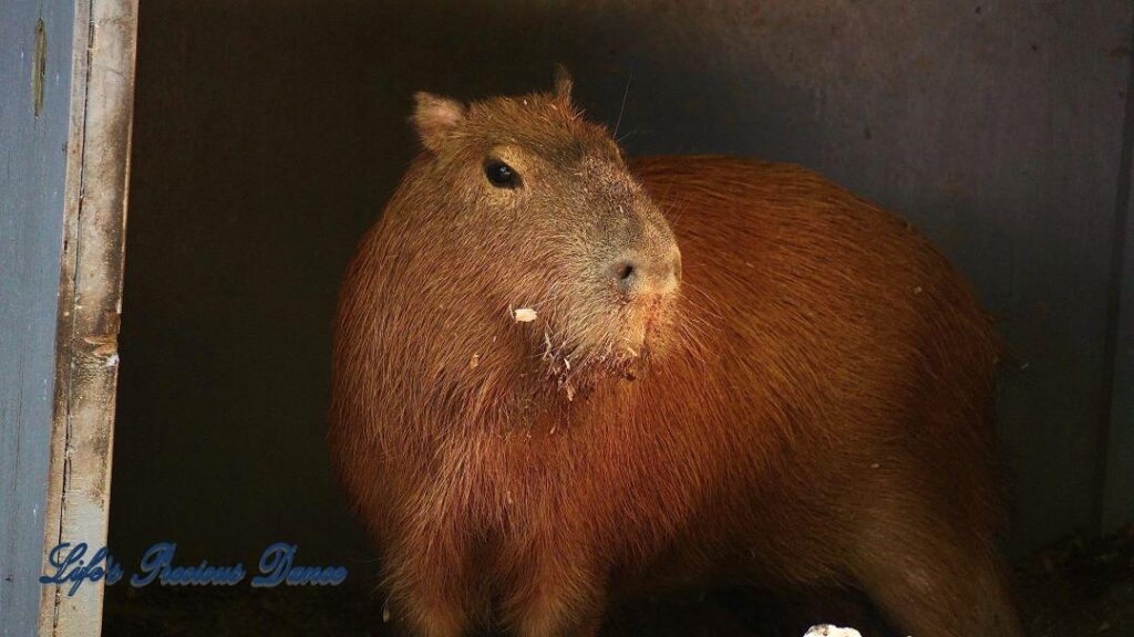 Capybara in captivity