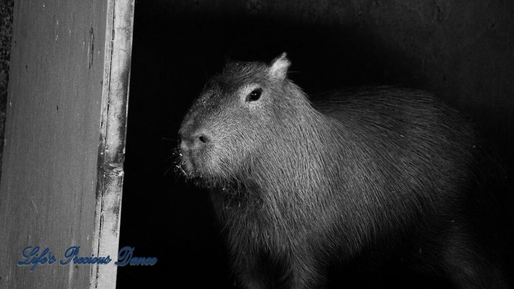 Black and white Capybara in captivity