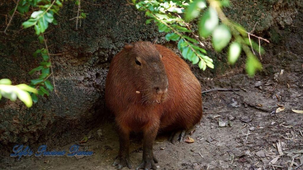 Capybara in captivity