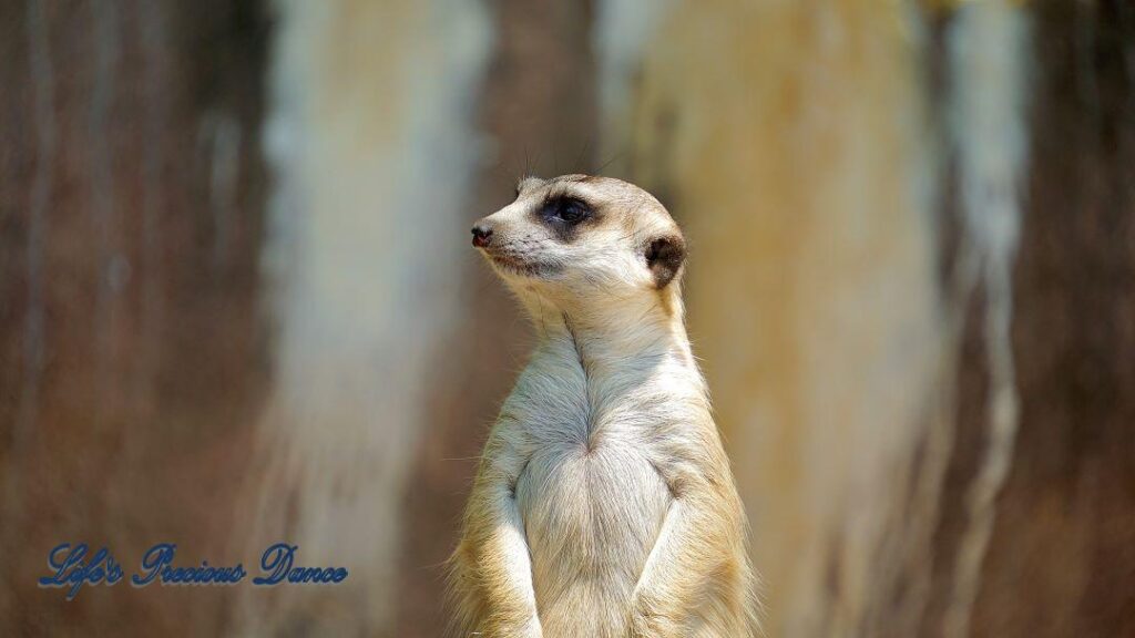 Meerkat staring off in the distance