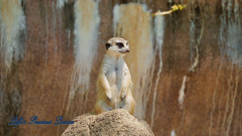 Meerkat sitting on a rock staring.