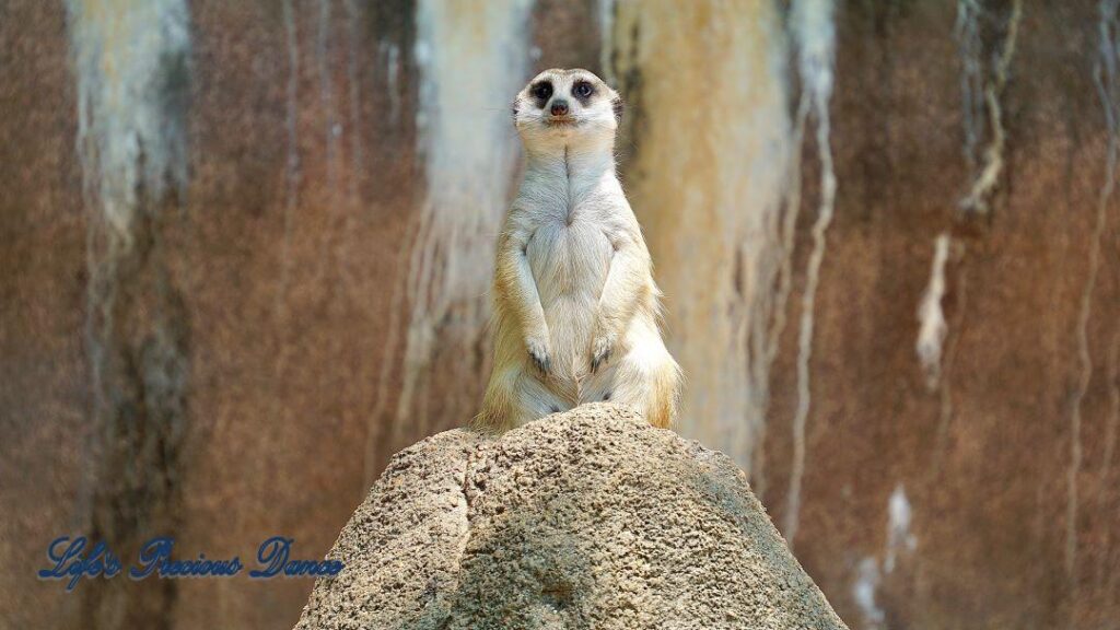 Meerkat sitting on a rock staring.