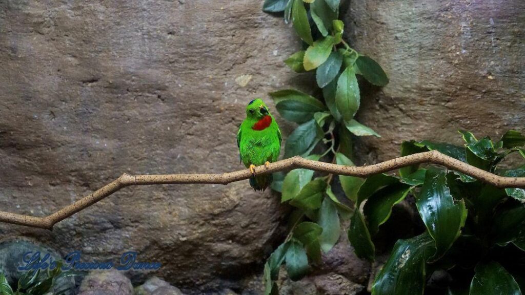 Hanging Parrot on a branch, with head cocked.