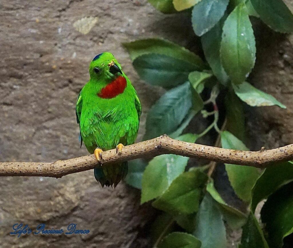 Close up of Hanging Parrot on a branch, with head cocked.