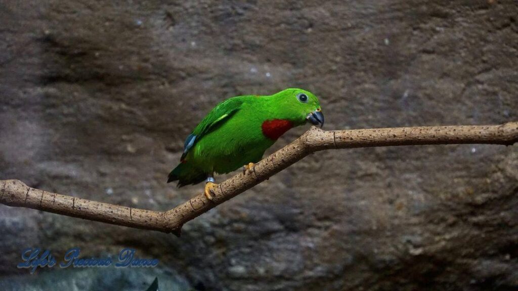 Hanging Parrot on a branch