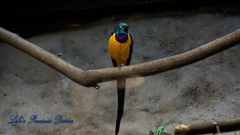 Golden Breasted Starling on a limb