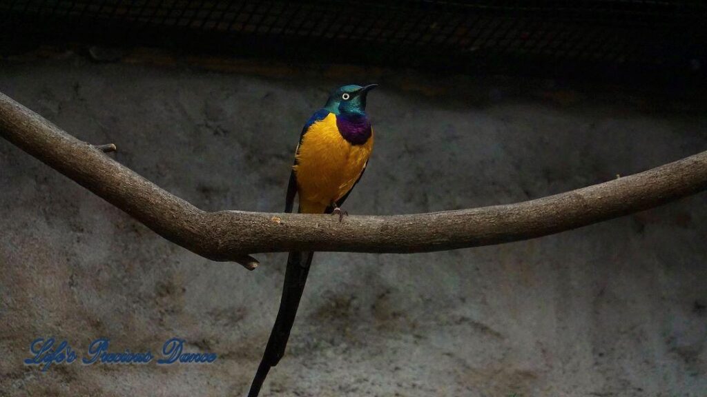 Golden Breasted Starling on a limb