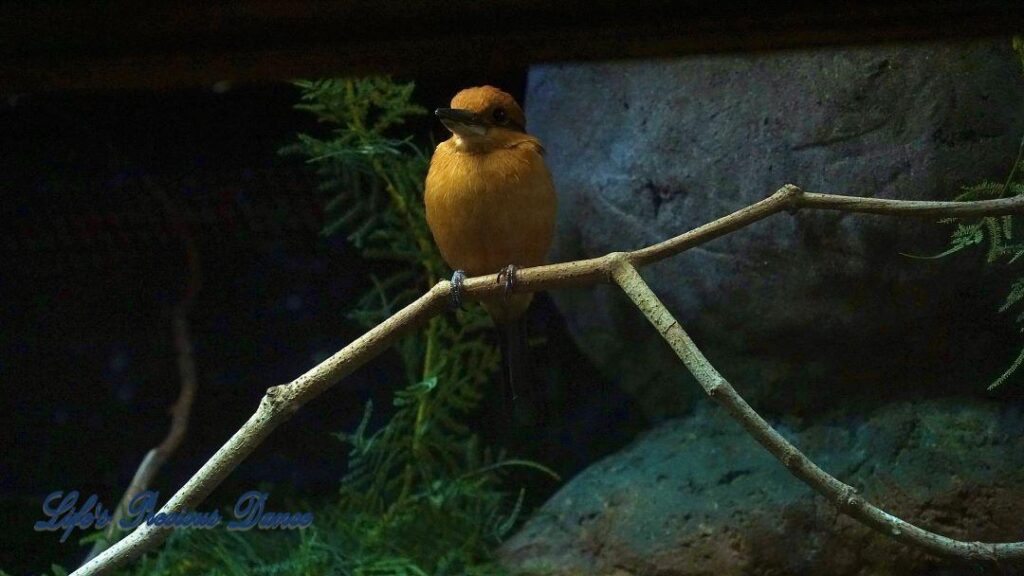 Golden colored Guam Kingfisher on a branch.