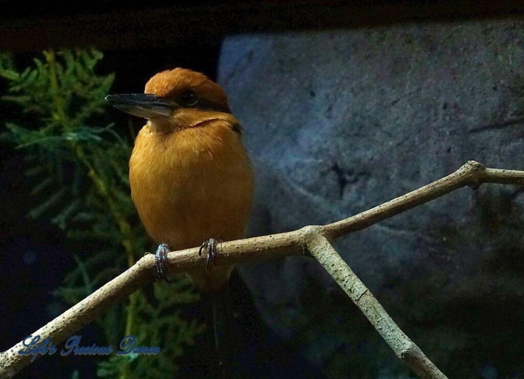 Golden colored Guam Kingfisher on a branch.