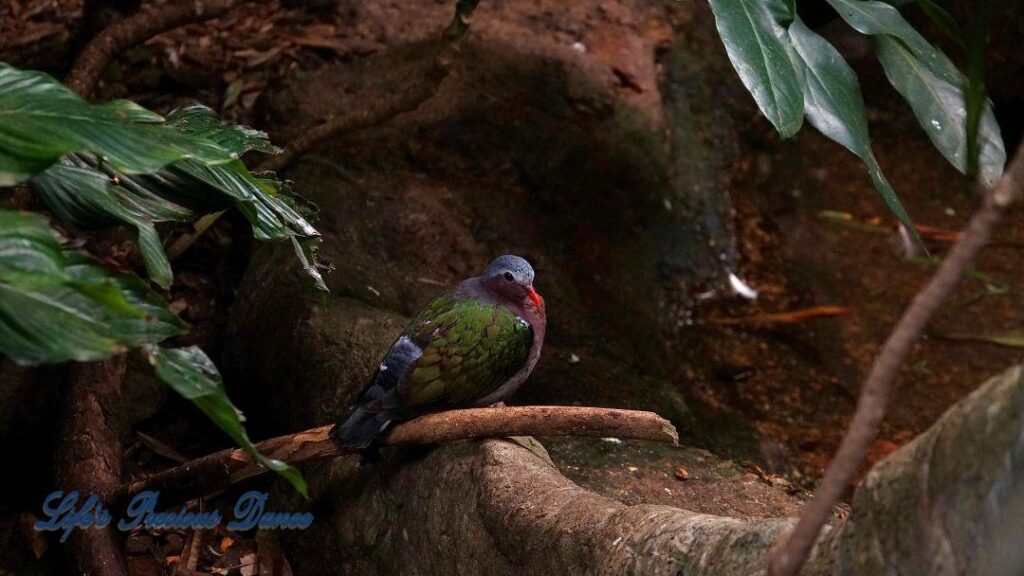 Common Emerald Dove on a tree limb.