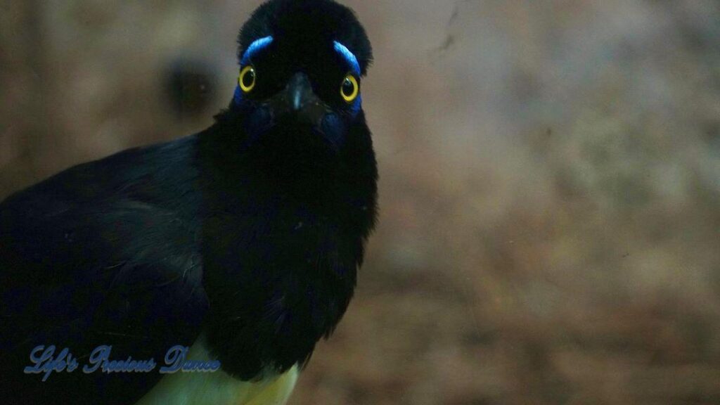 Close up of a Plush Crested Jay