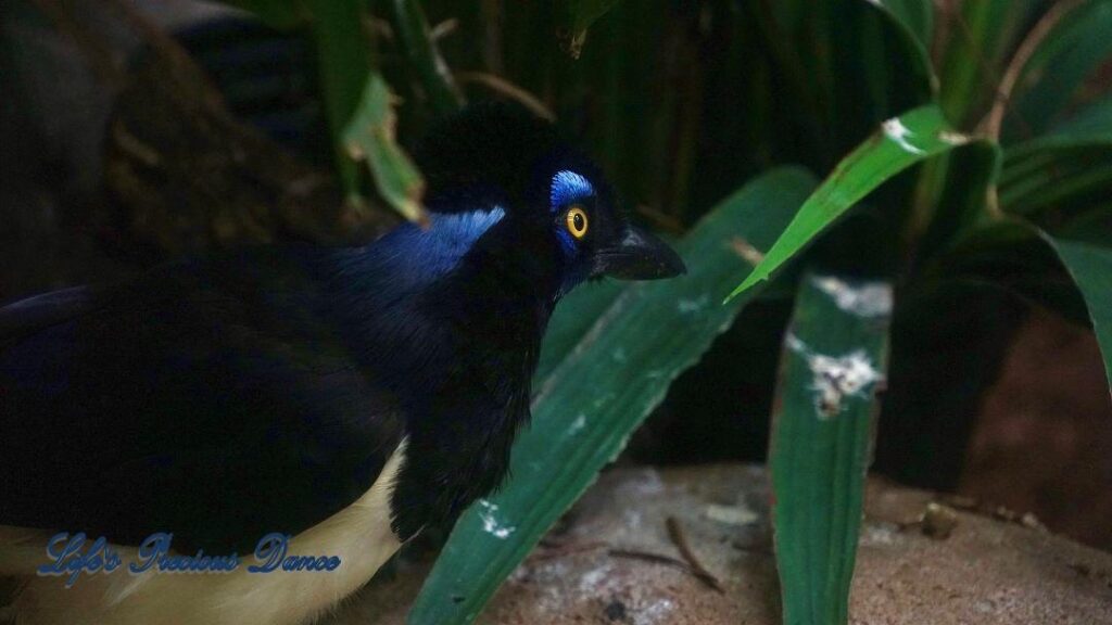 Close up of a Plush Crested Jay