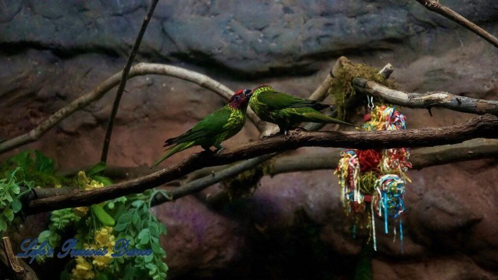 Two Lorikeet parrots on a limb. One feeding the other.