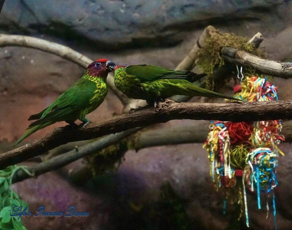 Close up of two Lorikeet parrots on a limb. One feeding the other.